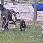 Blueberry running with a smaller companion in his Eddie’s Wheels custom made dog wheelchair