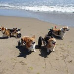 small dog wheelchairs