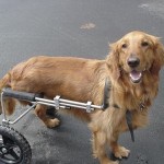 Maggie an amputee Golden Retriever ready to take off for a walk in her custom made Eddie’s Wheels dog wheelchair