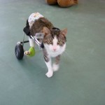 Eddie’s Wheels biggest group of clients are dogs, but cats comprise a significant percentage too