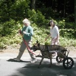 Noel a German Shepherd enjoys the great outdoors in an Eddie’s Wheels custom made dog wheelchair